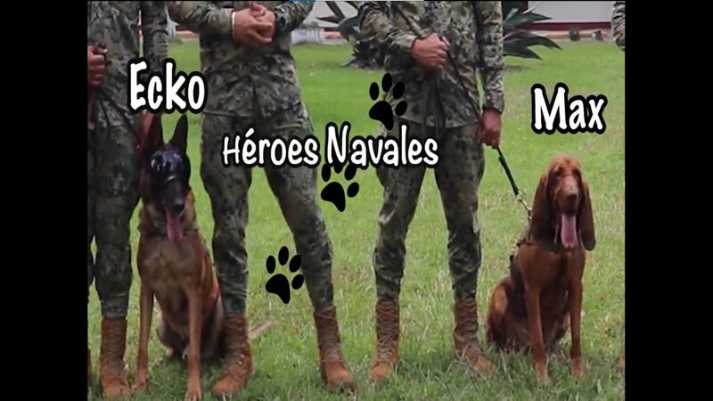 ¡Gracias héroes peludos! Marina jubila a Max y Ecko, perritos rescatistas