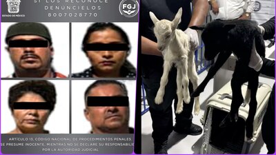 Las autoridades rescataron a 25 animales vivos