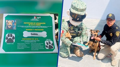 Recibió su certificado de alta canina.