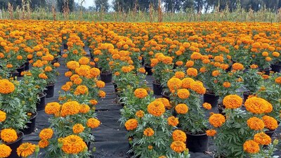 Los productores explicaron que la semilla es de China pero se siembra en México