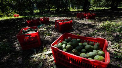 Los números revelan que Michoacán sigue siendo el líder indiscutible en la producción de aguacates