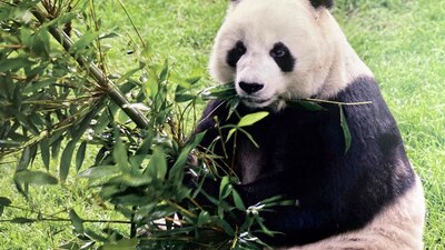 Fue una de las pandas gigantes que han alcanzado una de las mayores edades fuera de China