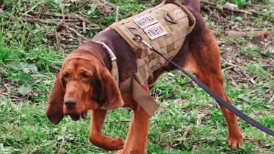 El perrito que colaboró con la Marina para capturar a uno de los capos más buscados por la DEA