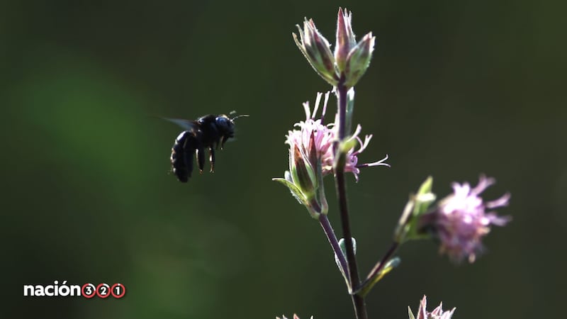 Suprema Corte analizará reconocer a las abejas como sujetos de derechos