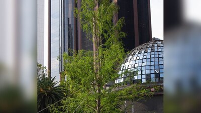 Martí Batres presumió en sus redes el verdor del árbol