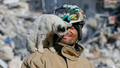 Turquía es conocido por ser un país santuario para los gatos, ya que se les trata con afecto y respeto