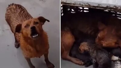 A ladridos, una perrita pidió a un humano ayudarla a rescatar a sus pequeños cachorros
