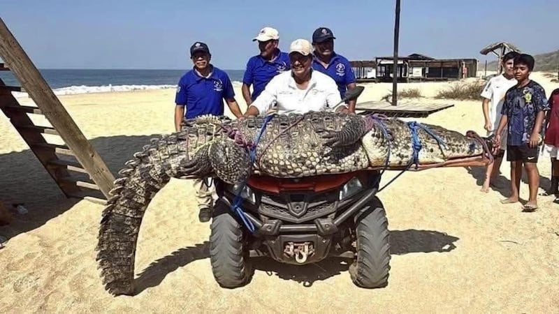 VIDEO: Capturan a cocodrilo de más de 3 metros en playas de Oaxaca