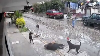La mujer intentaba desesperadamente quitarse a los perros que la atacaban