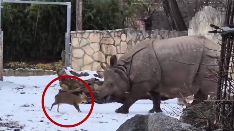 ¡No hay enemigo pequeño! Ciervo bebé enfrenta a enorme rinoceronte