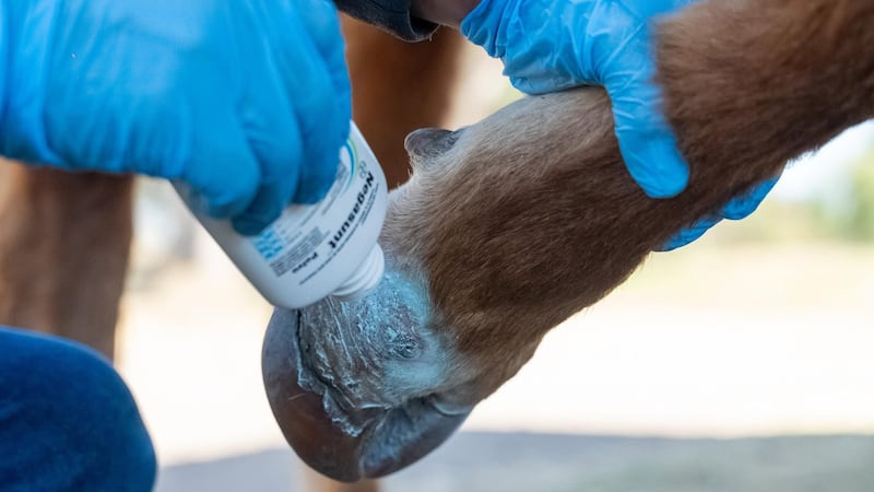 Sader confirma caso de gusano barrenador en Michoacán