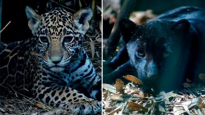 Las crías de jaguar esperan a que les ayudes a conseguir un nombre