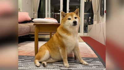 La perrita de raza Shiba-inu se convirtió en meme y su volvió viral a nivel internacional