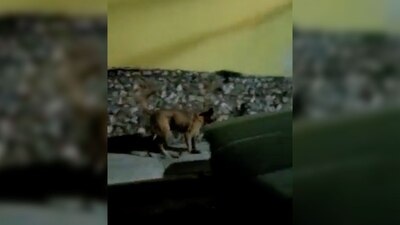 Con una supuesta cabeza humana en el hocico