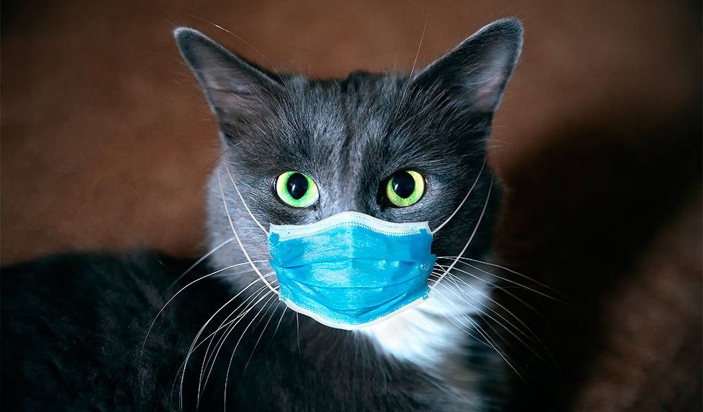 El caso del gato es el primer caso que se presenta en Reino Unidos; ahora ya está recuperado