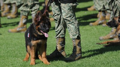 El binomio canino fue donado por el pueblo de Turquía