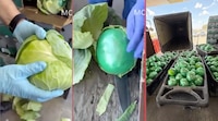 DEA incauta más de 900 kilos de metanfetamina ocultos en un cargamento de coles en Texas