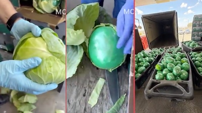 DEA incauta más de 900 kilos de metanfetamina ocultos dentro coles en Texas