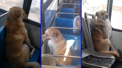 El perrito viajaba sentado como cualquier otro pasajero
