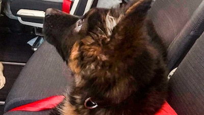 El cachorro tiene 3 meses de edad