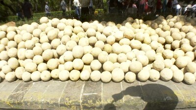 Se analizan los melones de una granja productora en la entidad
