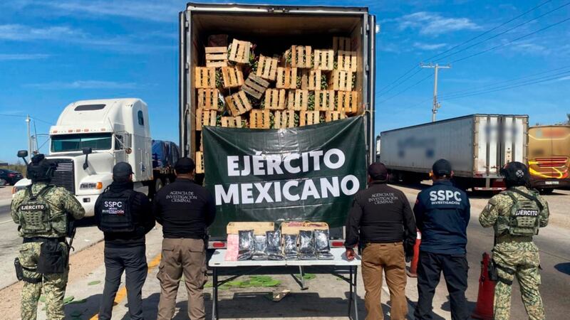 ¿Engañosos? Intentan traficar 32 kilos de fentanilo en cajas de nopales