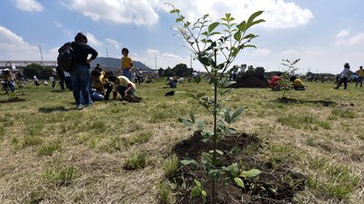 Una campaña de reforestación en México para salvar la vegetación