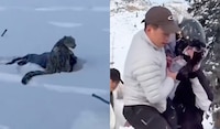 VIDEO: Leopardo de las nieves ataca a turista que intentó fotografiarlo