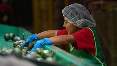 El Departamento de Agricultura de Estados Unidos (USDA) reiniciará las importaciones de aguacate en México