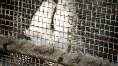 Más de 280 criaderos en ese país han registrado infecciones