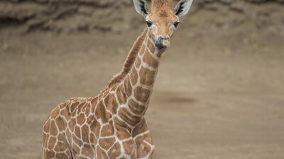 La pequeña jirafa será nombrada 'Jira-fifí-ta'