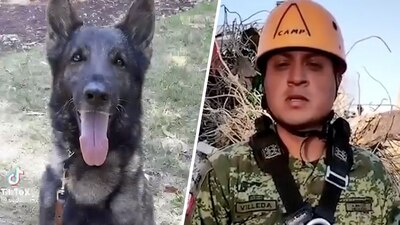 La Sedena confirmó el fallecimiento del perrito rescatista y aseguró que murió en cumplimiento de su deber