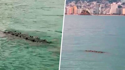 El cocodrilo de pronto desapareció de la zona en que fue visto