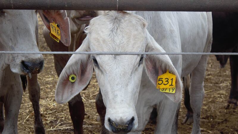 Hay 237 casos activos de gusano barrenador en México: Agricultura