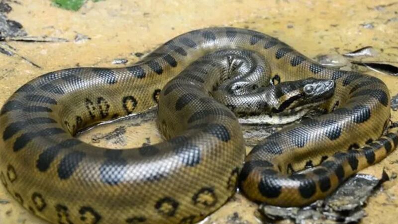 ¡Qué grande! Descubren nueva anaconda verde de 200 kilos en el Amazonas