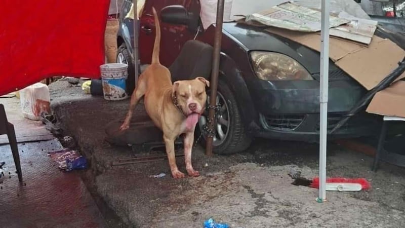 Hombre muere tras ser atacado por un perro afuera del Metro Indios Verdes