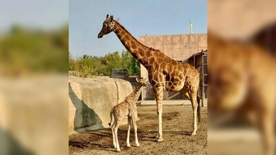 La cría de jirafa goza de buena salud y está por cumplir dos meses de edad