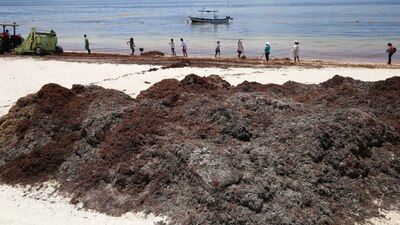 Las playas mexicanas se han infestado de sargazo, un alga de color café que produce mal olor