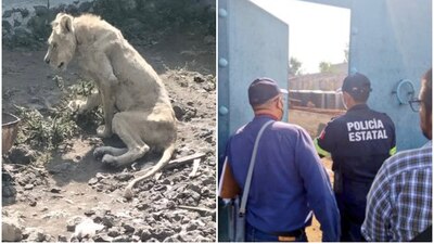 El animal se encontraba flaco, desnutrido, sin agua y con alopecia