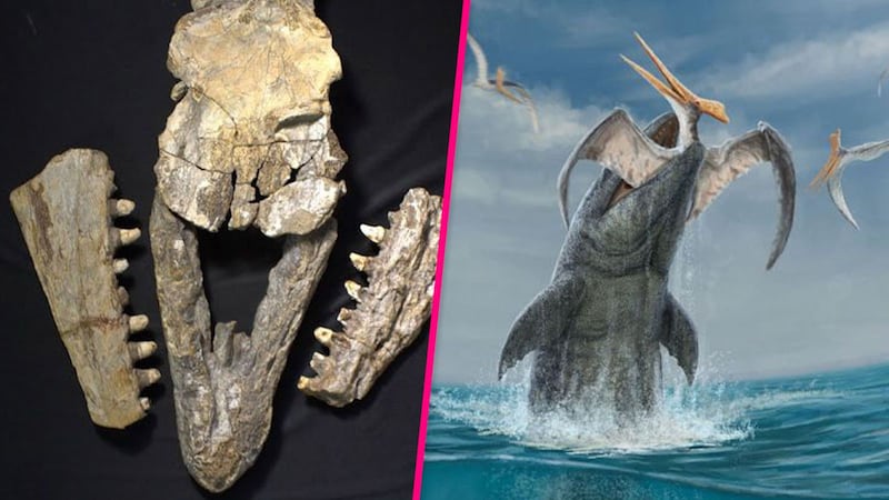 Descubren en Nuevo León nueva especie de mosasaurio depredador de más de 70 millones de años
