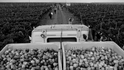 El campo mexicano atraviesa por un momento crítico, de acuerdo con López Obrador