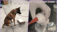 Perro halla metanfetamina oculta en cargadores de videojuegos en el AICM