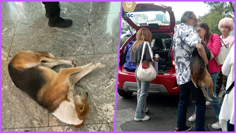 Rescatan a perrito abandonado en Plaza Perisur de la CDMX