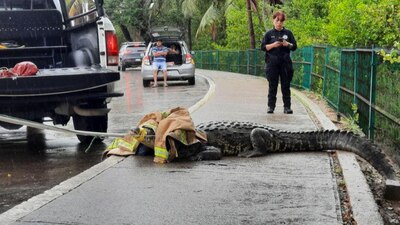 Los municipios en los que se han visto son Tampico, Ciudad Madero y Altamira
