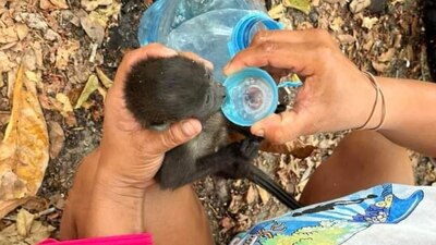 Pidieron el apoyo de AMLO para cuidar a las especies