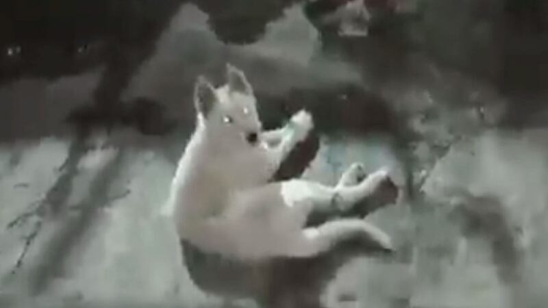 Denuncian maltrato animal en Azcapotzalco; amarran a ‘lomito’ de las patas y el hocico