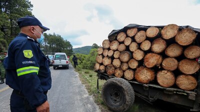 El jefe de Gobierno indicó que buscarán combatir a los talamontes
