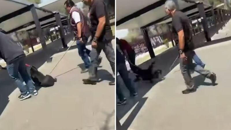 VIDEO: Alumnos acusan que personal del IPN golpeó a 2 perros en Zacatenco