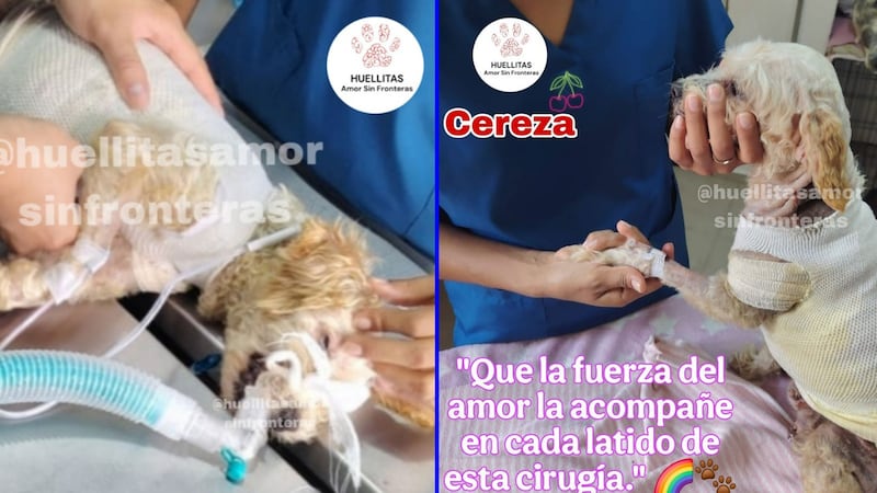 Piden ayuda para ‘Cereza’, perrita quemada en explosión de pipa; va por primera cirugía de piel