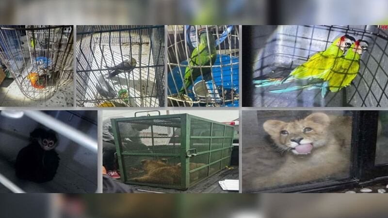 De leones a monos: hallan múltiples animales exóticos en operativo contra robo de hidrocarburos